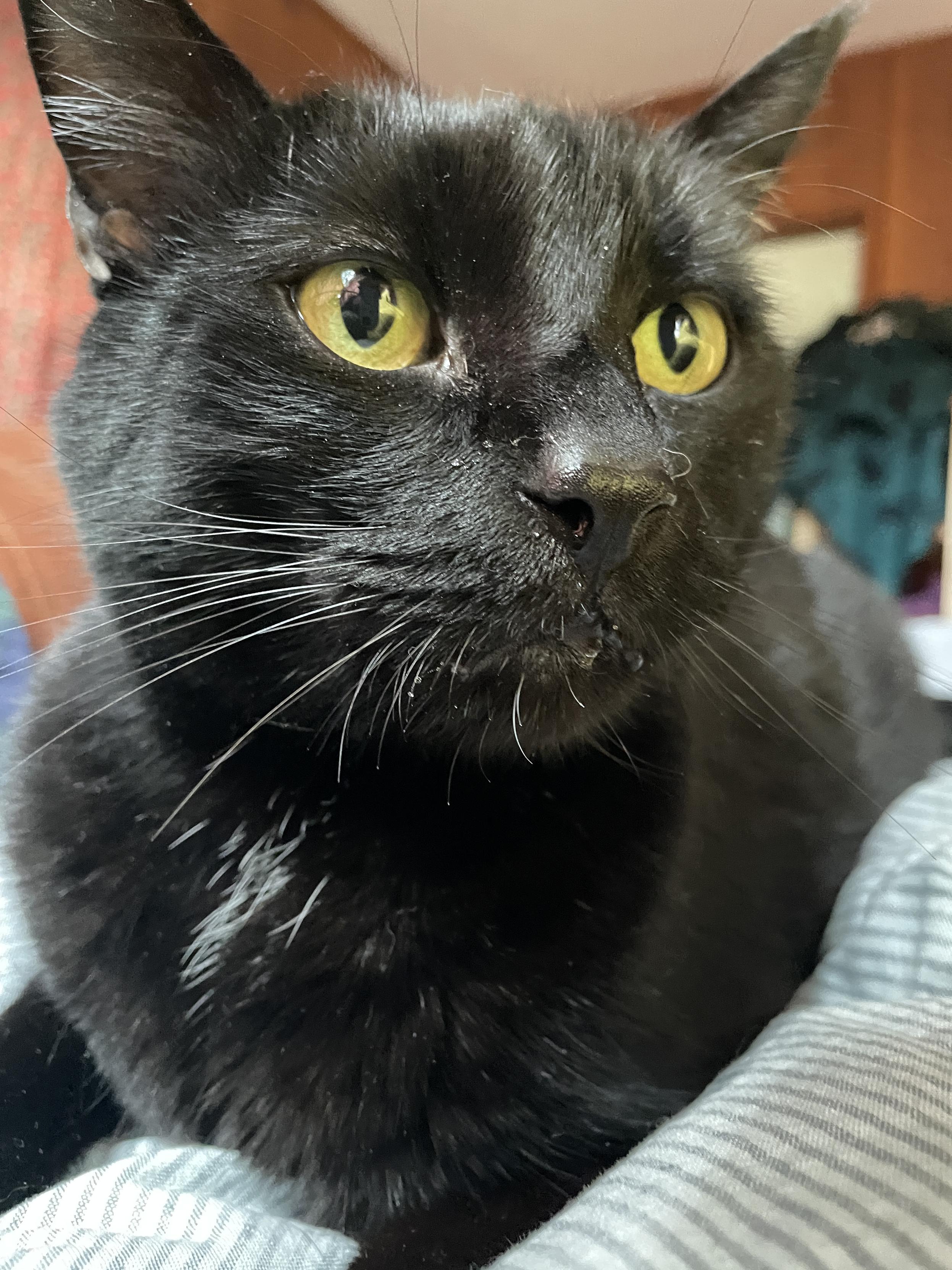 Portrait of a black cat